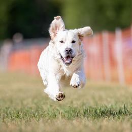 Blitz - Golden Retriever