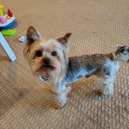 Mikey - Yorkshire Terrier