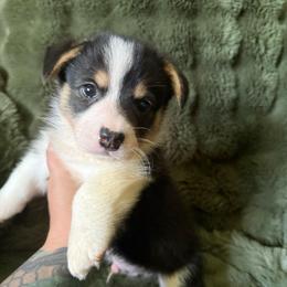 Ranger - Male 2 - Black and tan male Pembroke Welsh Corgi puppy in Cooper, Texas from S7 Corgis and Chaos