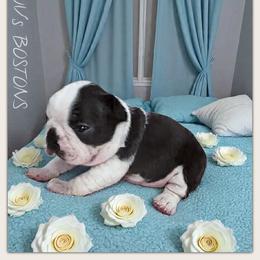 Gus - Black and white male Boston Terrier puppy in North Central, Vermont from Windy Valley’s Bostons