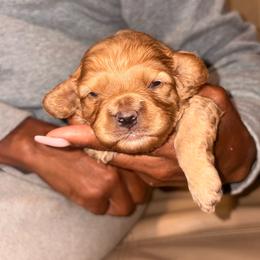 Jaxson - Red male Cavapoo puppy in El Sobrante, California from Mckendra's Legacy