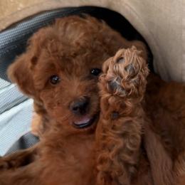 Cavapoos from Aloha Paradise Poodles LLC