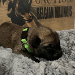 Boy 1 - Belgian Malinois puppy in Alger, Michigan from Aspen’s Edge Kennel