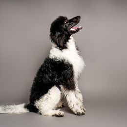 Ellie - Labradoodle