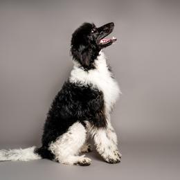 Ellie - Labradoodle
