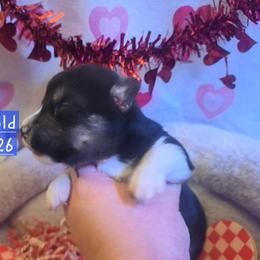 Pembroke Welsh Corgi and Siberian Husky Puppies from Regal Huskies of the Carolinas