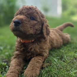 Oliver - Red male Labradoodle puppy in Clinton, Ohio from P&L Doodles