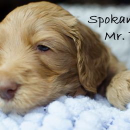 Labradoodle Puppies from Spokane Doodle