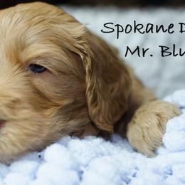 Labradoodle Puppies from Spokane Doodle