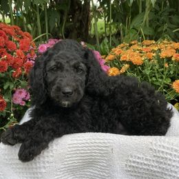 Bernedoodles from Hand Scooped Doodles