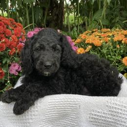 Bernedoodles from Hand Scooped Doodles