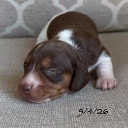 Boy 2 - Chocolate and tan male Dachshund puppy in Joshua Tree, California from Desert Dreams Ranch