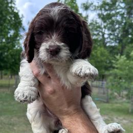 Girl 1 - Liver and white female Springerdoodle puppy in Reddick, Florida from Cooper’s Mini Doodles
