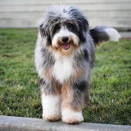 Aussiedoodle Puppies from Crystal Ridge Doodles
