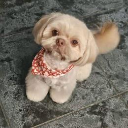Chip - Shih Tzu