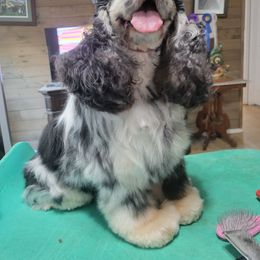 Seth - Cocker Spaniel