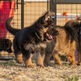 German Shepherd Puppies from vom Gannett