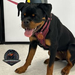 Rottweiler Puppies from Von Der Hing Rottweilers