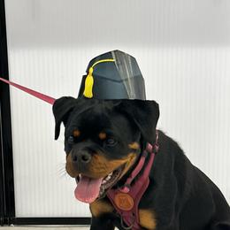 Rottweiler Puppies from Von Der Hing Rottweilers