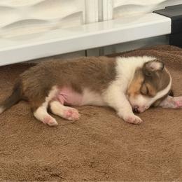 Laird Siobhad (Shi-vawn) (God is Gracious) of Faith - Sable and white male Collie puppy in Citra, Florida from Faith Rough Collie’s