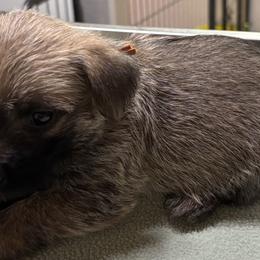 Orange collar boy - Wheaten male Cairn Terrier puppy in Hastings, Nebraska from D & J SCOTTIES AND CAIRNS & Miniature Long haired Dachshunds
