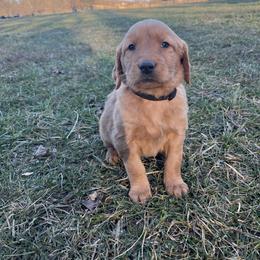 Black - Dark golden male Golden Retriever puppy in Mount Carmel, Tennessee from HS Goldens