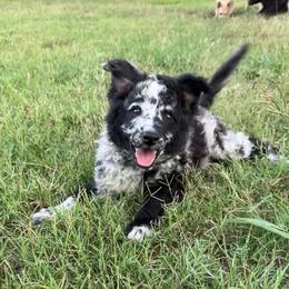 Merlin - Black merle male Mudi puppy in Valley Mills, Texas from Graves Farm Mudi