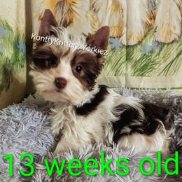 Rudy - Chocolate, tan and white male Yorkshire Terrier puppy in Gatesville, Texas from KontryKritterz Yorkies