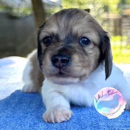 Shaded Cream Dapple Piebald Boy - Dapple male Dachshund puppy in Houston, Texas from L&L 4D Dancer’s Dachshunds