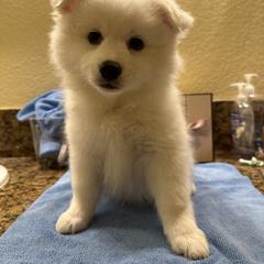 American Eskimo Dog Puppies from Bella's American Eskimos