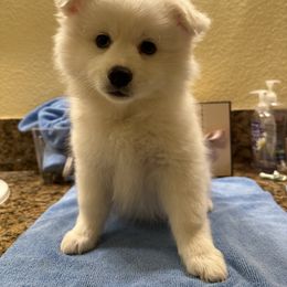 American Eskimo Dog Puppies from Bella's American Eskimos