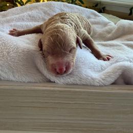 Violet - Parti female Goldendoodle puppy in Barstow, California from Golden Desert Doodles