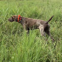 Brew - German Shorthaired Pointer