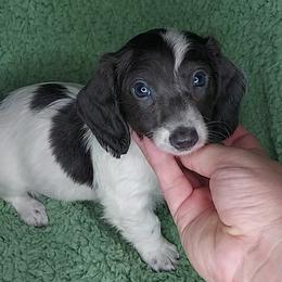 BERTA - BLUE PIEBALD LH - Piebald female Dachshund puppy in Swink, Oklahoma from Palali Farm