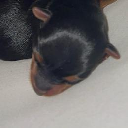Cashmere - Black and gold female Yorkshire Terrier puppy in Tyler, Texas from YorkiStars