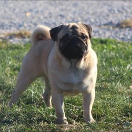 Jingles - Pug