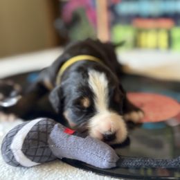 Bernese Mountain Dog Puppies from Country Feels Ranch