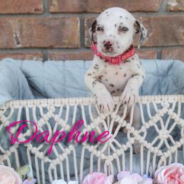Daphne - White and liver brown female Dalmatian puppy in Mount Vernon, Missouri from Spots & Spirals