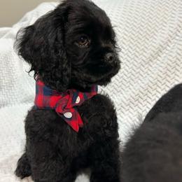 Creed - Black male Cocker Spaniel puppy in Corcoran, California from Sweetheart Cockers