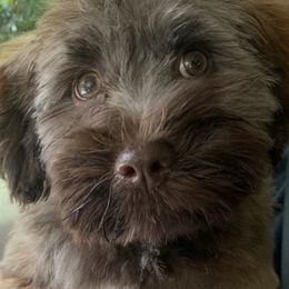 Havanese Puppies from Homefull of Havanese