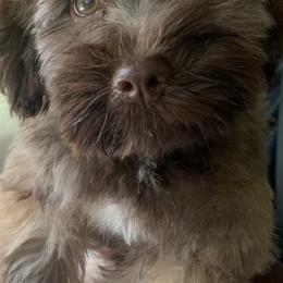 Havanese Puppies from Homefull of Havanese