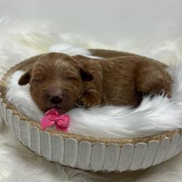 Pink Male - Apricot male Goldendoodle puppy in Great Falls, Montana from Montana Goldendoodles