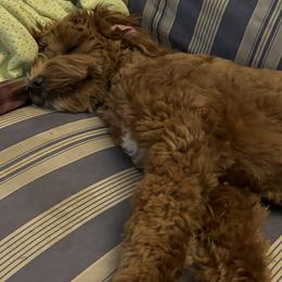 Pumpkin - Aussiedoodle
