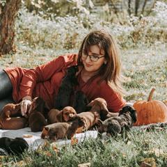Dachshunds from Lovebug Doxies