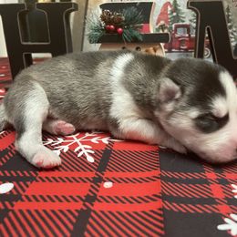 Siberian Husky Puppies from McDonald's Homegrown Huskies