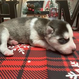 Siberian Husky Puppies from McDonald's Homegrown Huskies