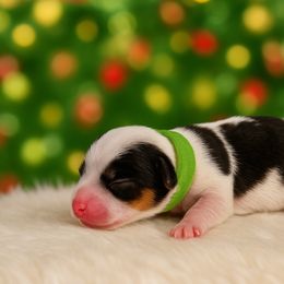 Green - Parti male Yorkshire Terrier puppy in Selden, New York from Alisha's Yorkshire Terriers