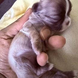 Girl 1 - Brindle and white female Shih Tzu puppy in Florida from Shih tzus and Shorkies Galore