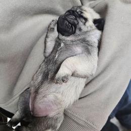 Baby girl - Fawn female Pug puppy in Kodak, Tennessee from My Princess Pugs