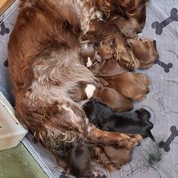 AKC female 6 - Chocolate female Dachshund puppy in Knoxville, Tennessee from Thea's Puppies